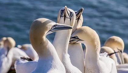 华体会hth体育-乐鱼：把海的鲜活带回家，开启健康美味的日常